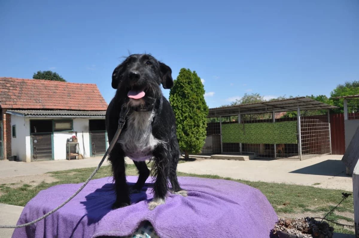 Tinko, male 6yo Mixed Breed for adoption at Nordic Strays e.V.