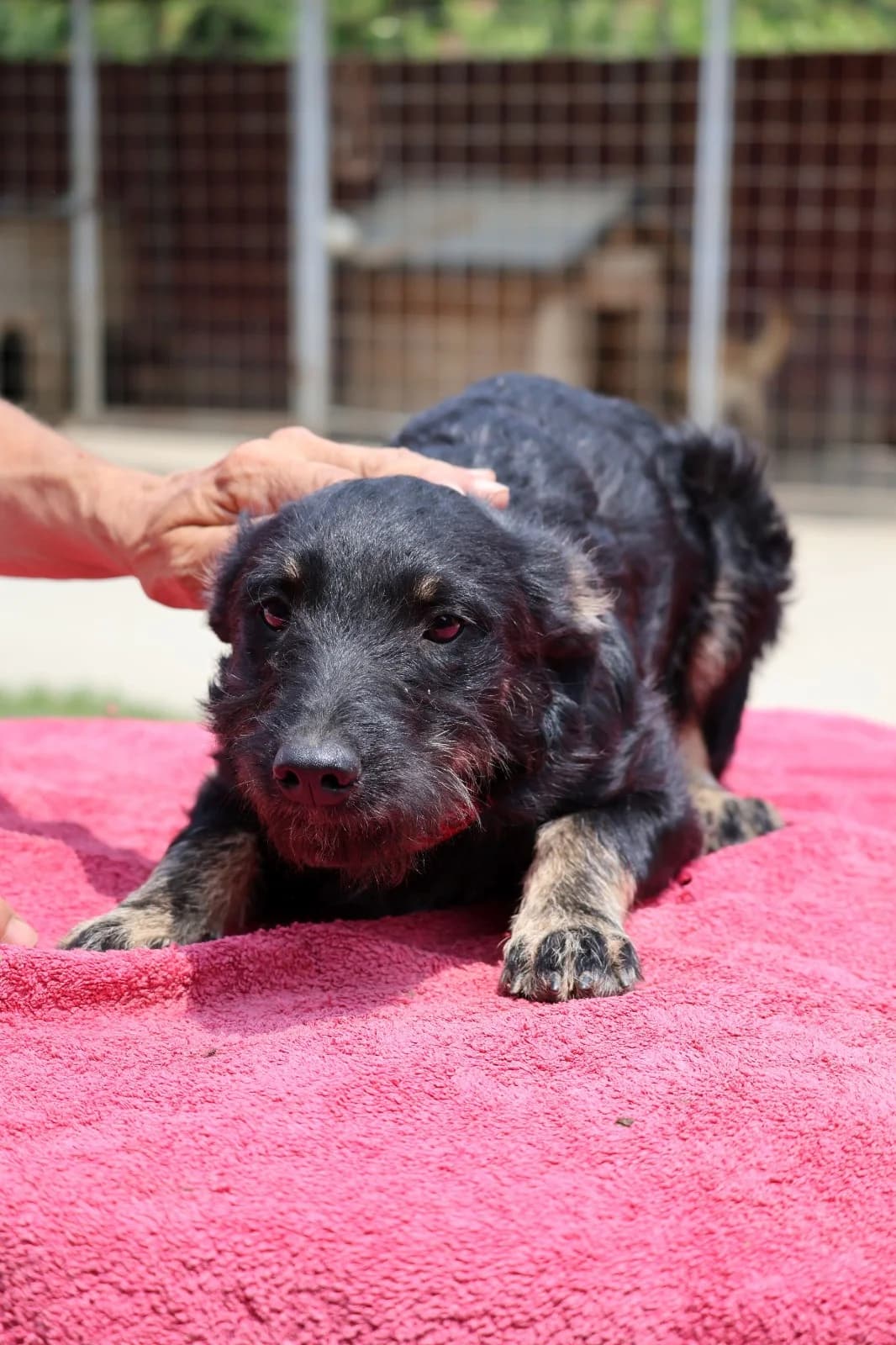Abba, female young German Shepherd for adoption at Nordic Strays e.V.