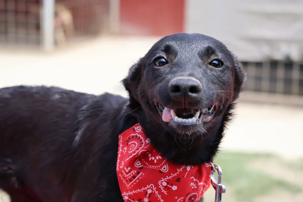 Ara, female young German Shepherd for adoption at Nordic Strays e.V.