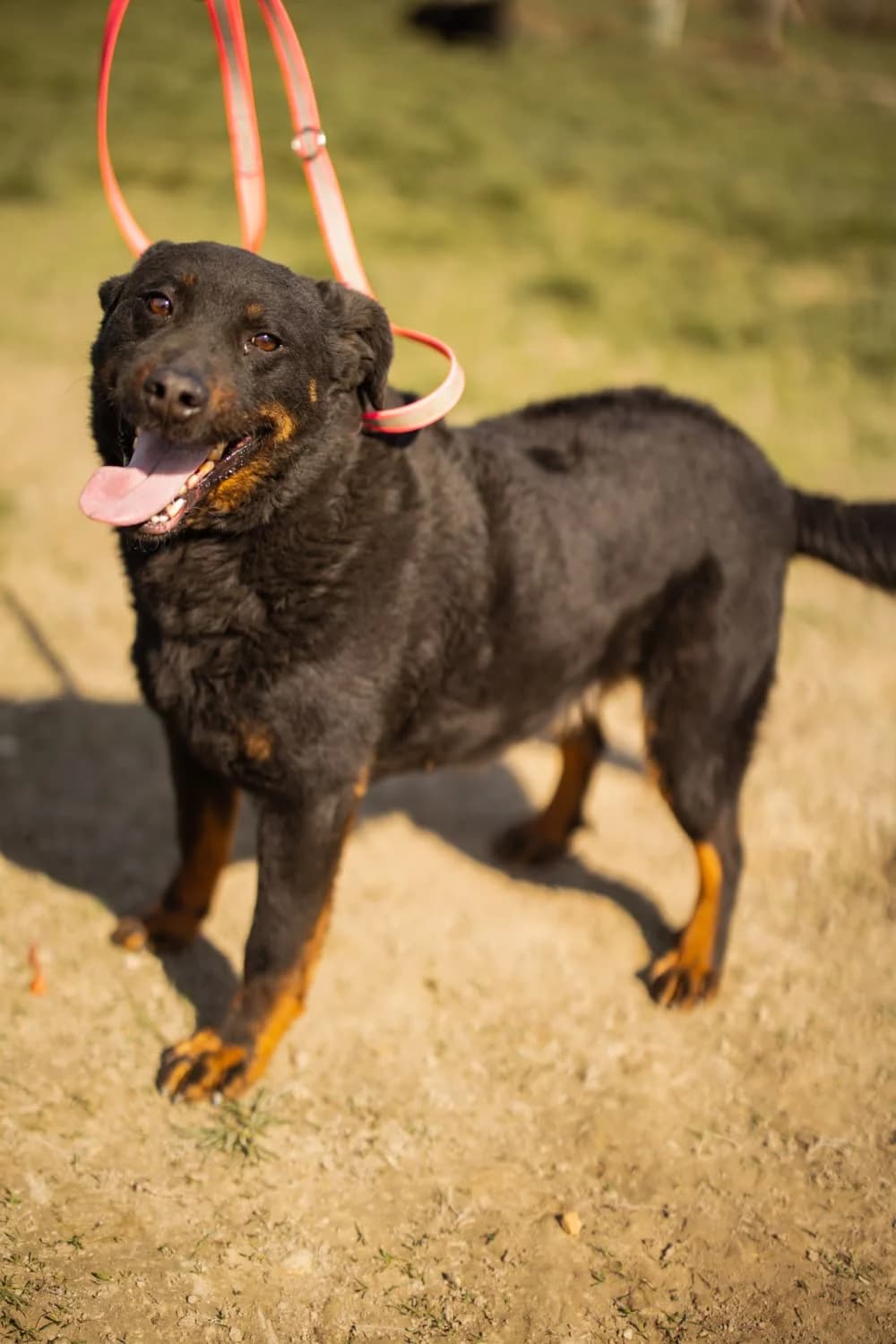 Ares, schwarz male young Mixed Breed for adoption at Nordic Strays e.V.