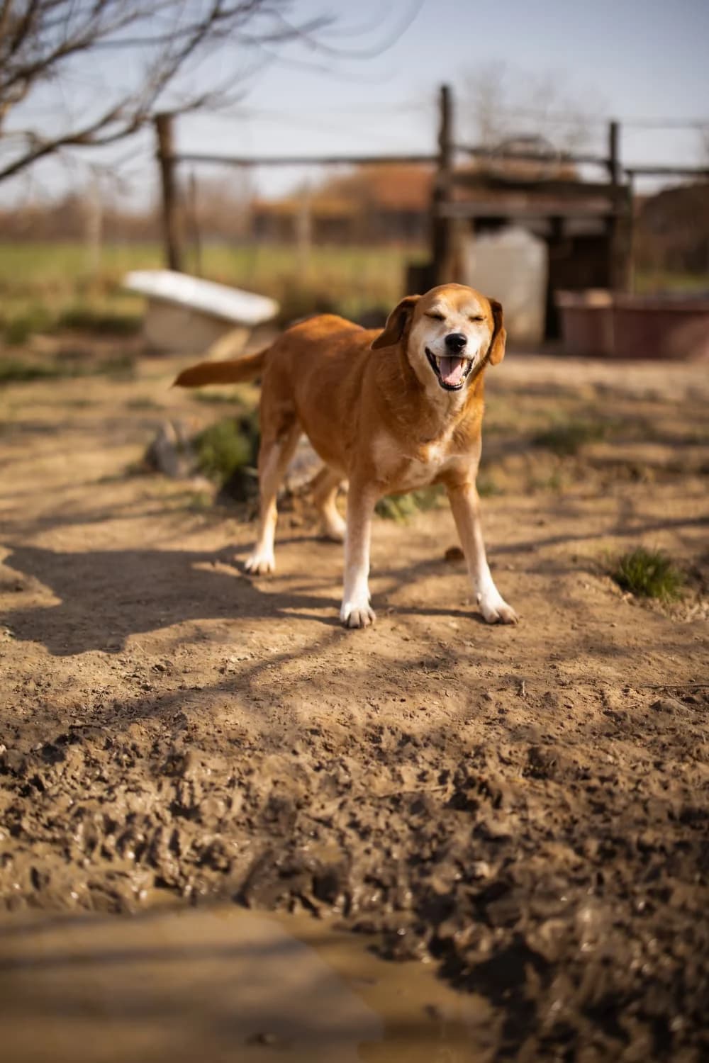Boa, female 5yo Mixed Breed for adoption at Nordic Strays e.V.