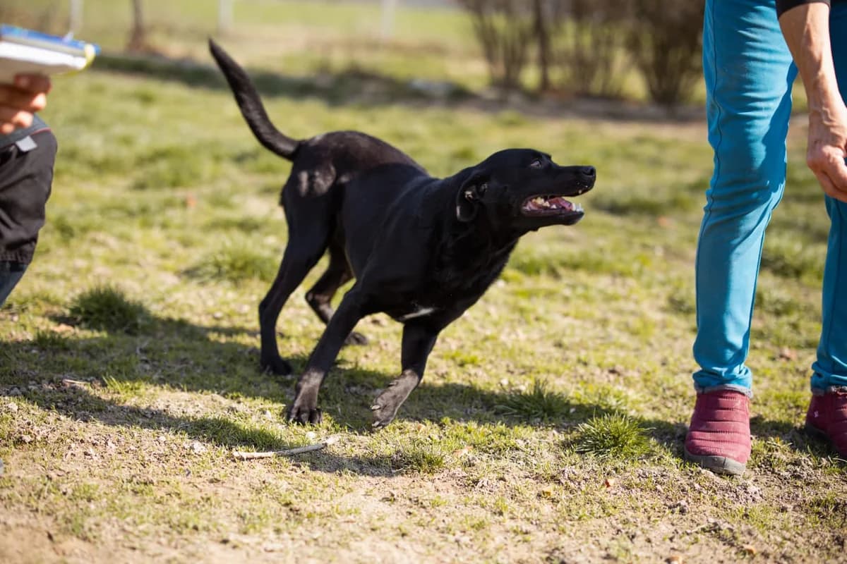 Coolio, male 5yo Mixed Breed for adoption at Nordic Strays e.V.