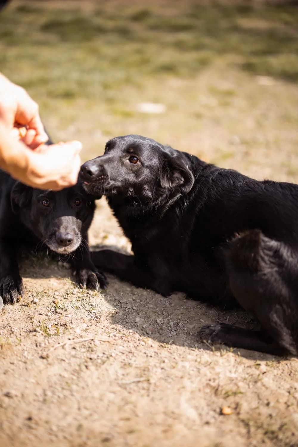 Klara, female 3yo Mixed Breed for adoption at Nordic Strays e.V.