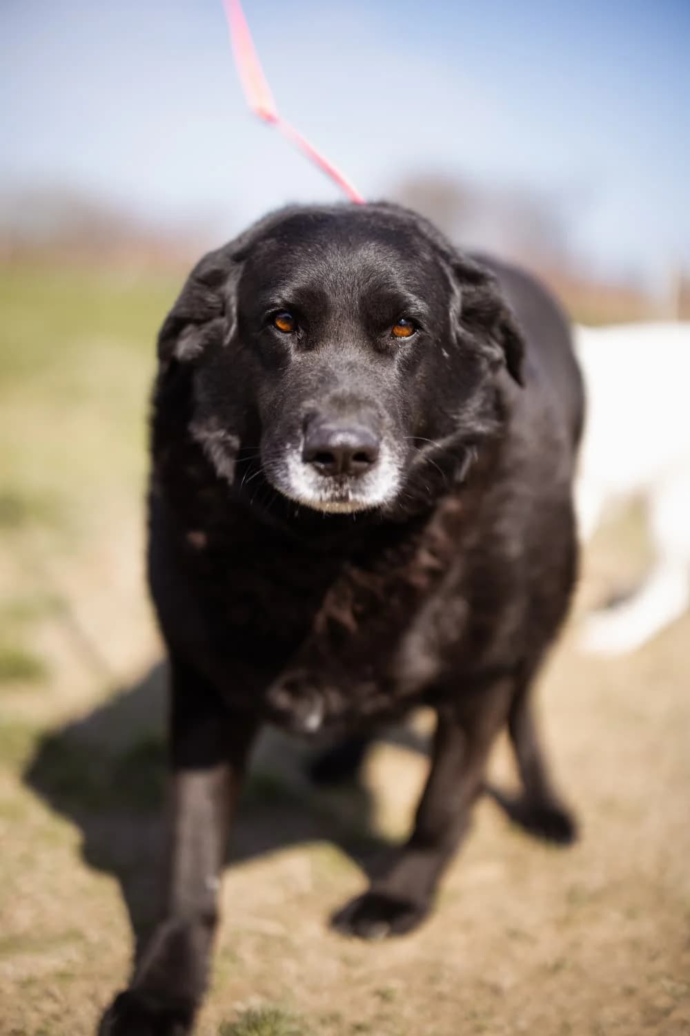 Neron, male 6yo Mixed Breed for adoption at Nordic Strays e.V.