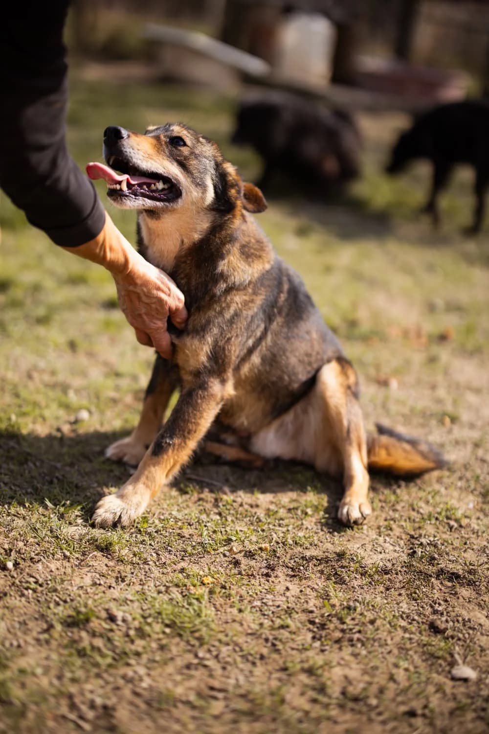 Levy, braun male 5yo Mixed Breed for adoption at Nordic Strays e.V.