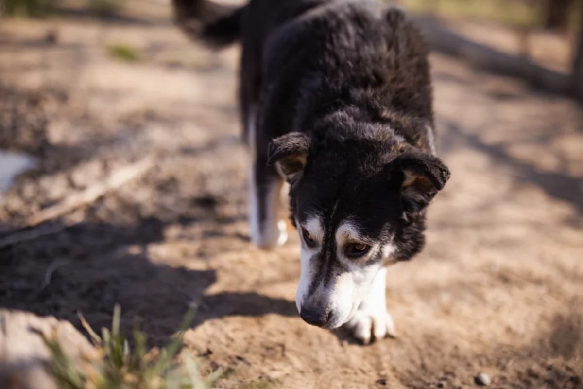Maki, grau male senior Husky for adoption at Nordic Strays e.V.