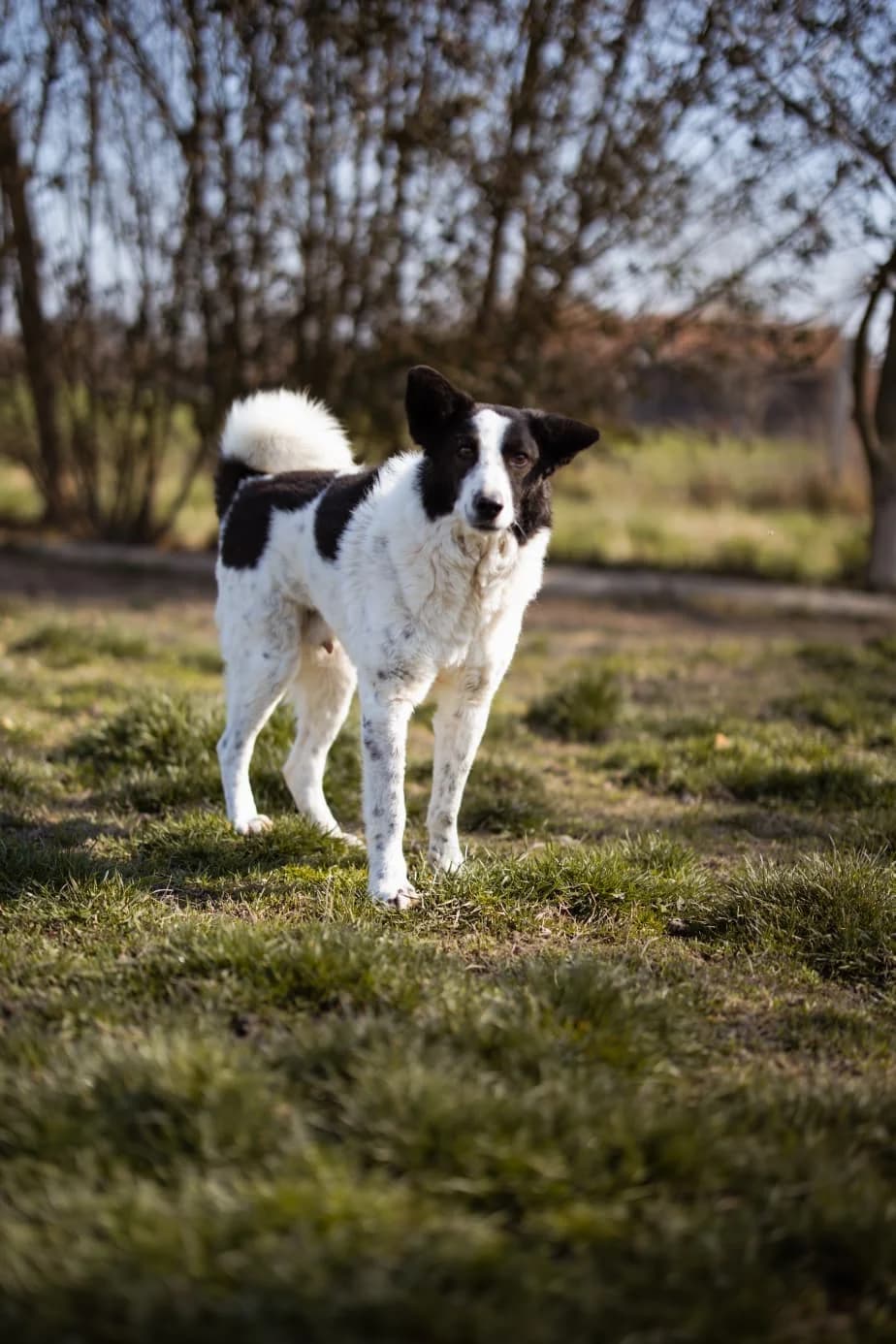 Thor, weiß male 6yo Mixed Breed for adoption at Nordic Strays e.V.