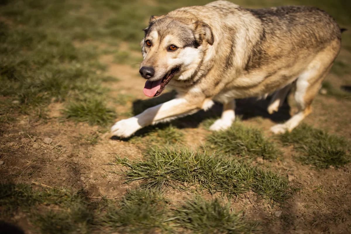 Sibilla, female 6yo Mixed Breed for adoption at Nordic Strays e.V.