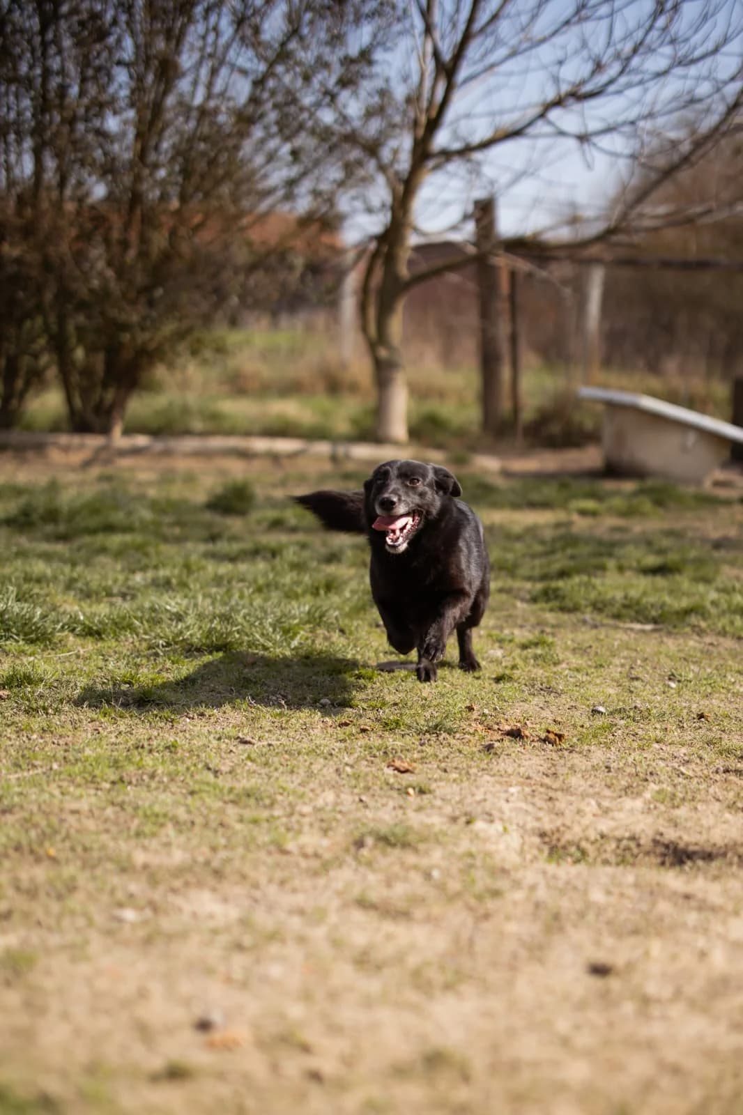 Pili Mili, schwarz male 4yo Mixed Breed for adoption at Nordic Strays e.V.
