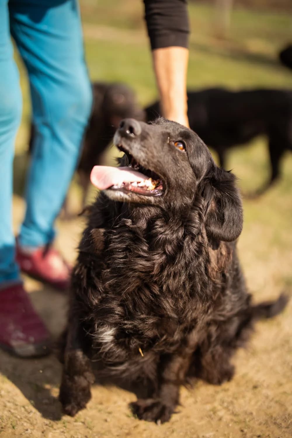 Norman, male 5yo German Shepherd for adoption at Nordic Strays e.V.