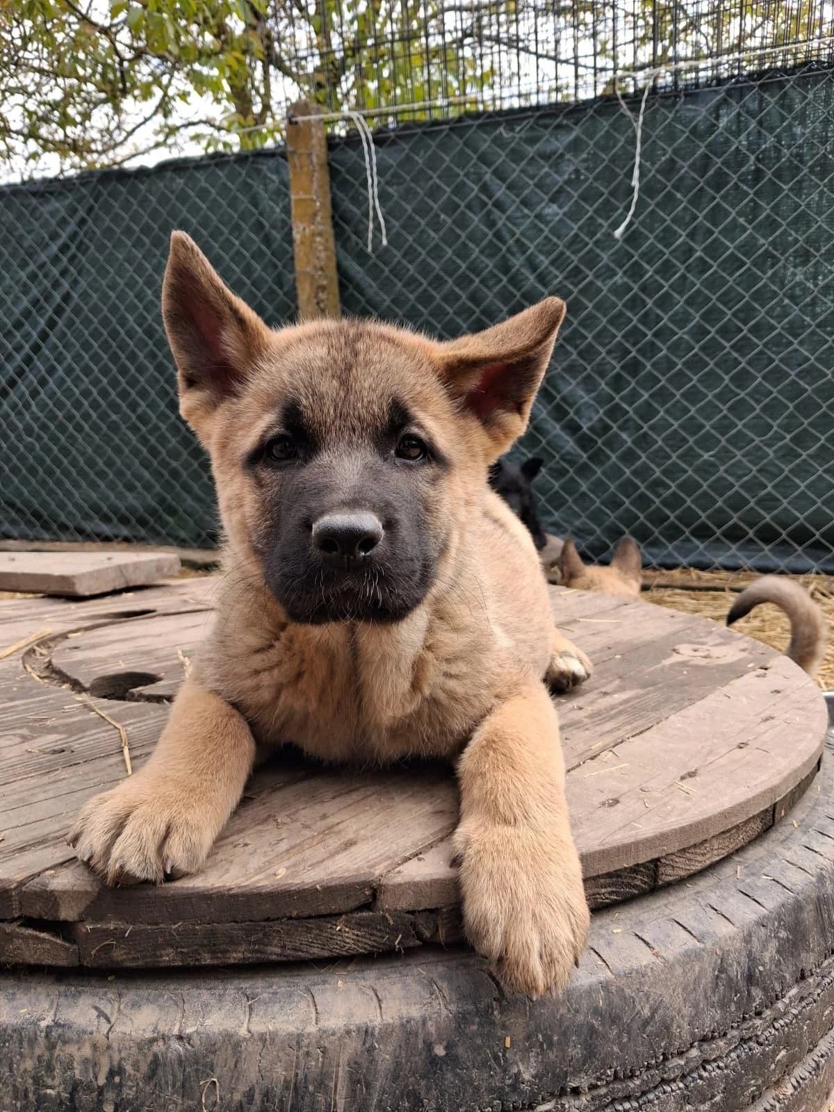 Osterix (reserviert), male puppy German Shepherd for adoption at Nordic Strays e.V.