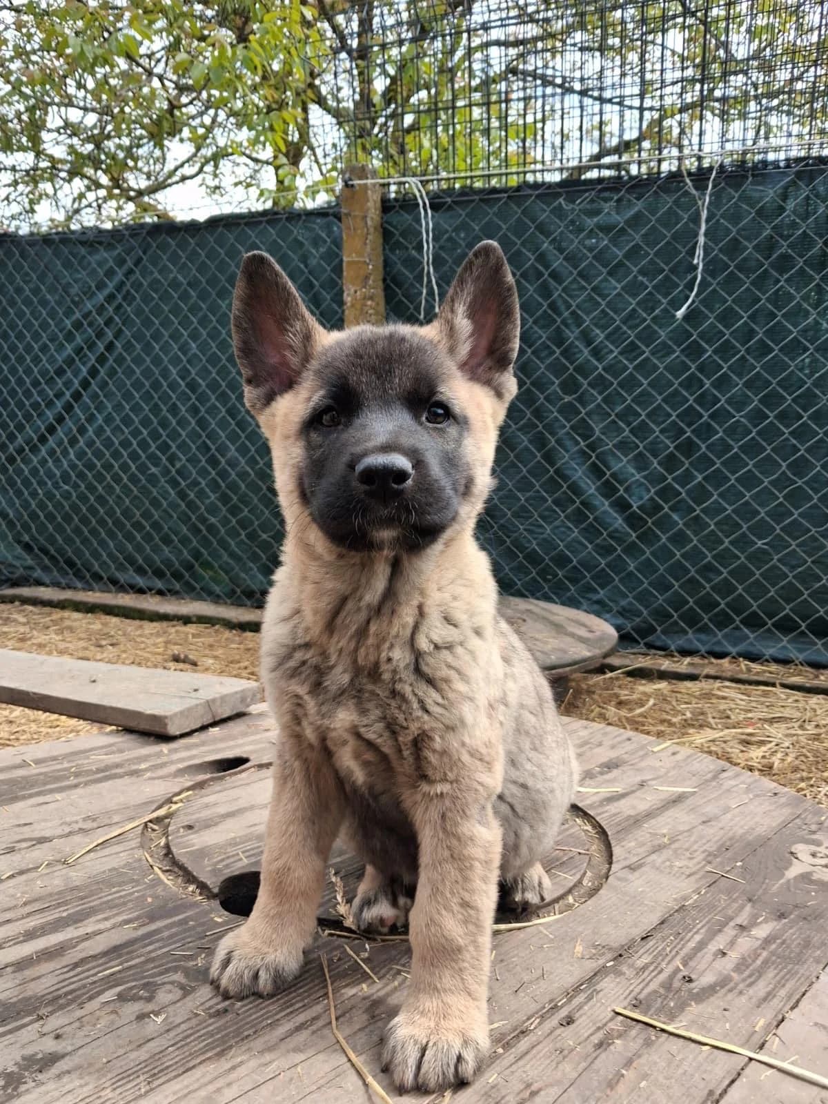 Orlando, beige male puppy German Shepherd for adoption at Nordic Strays e.V.