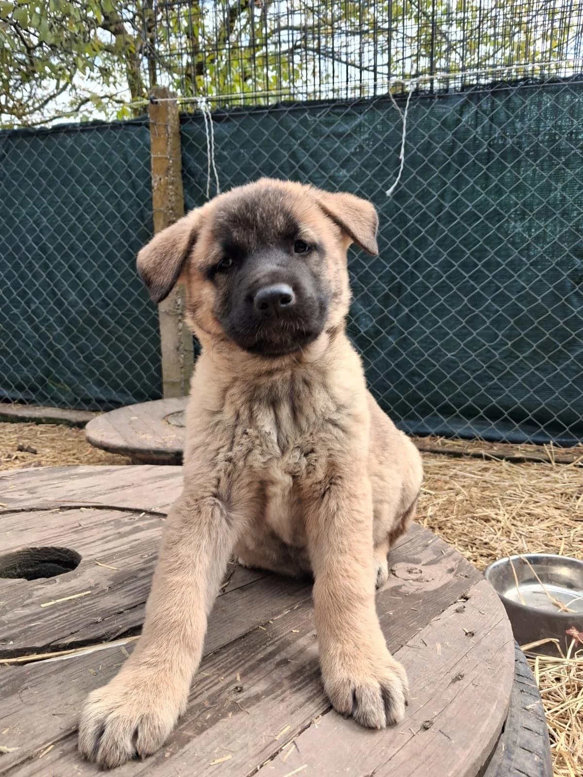 Olana, beige male puppy German Shepherd for adoption at Nordic Strays e.V.