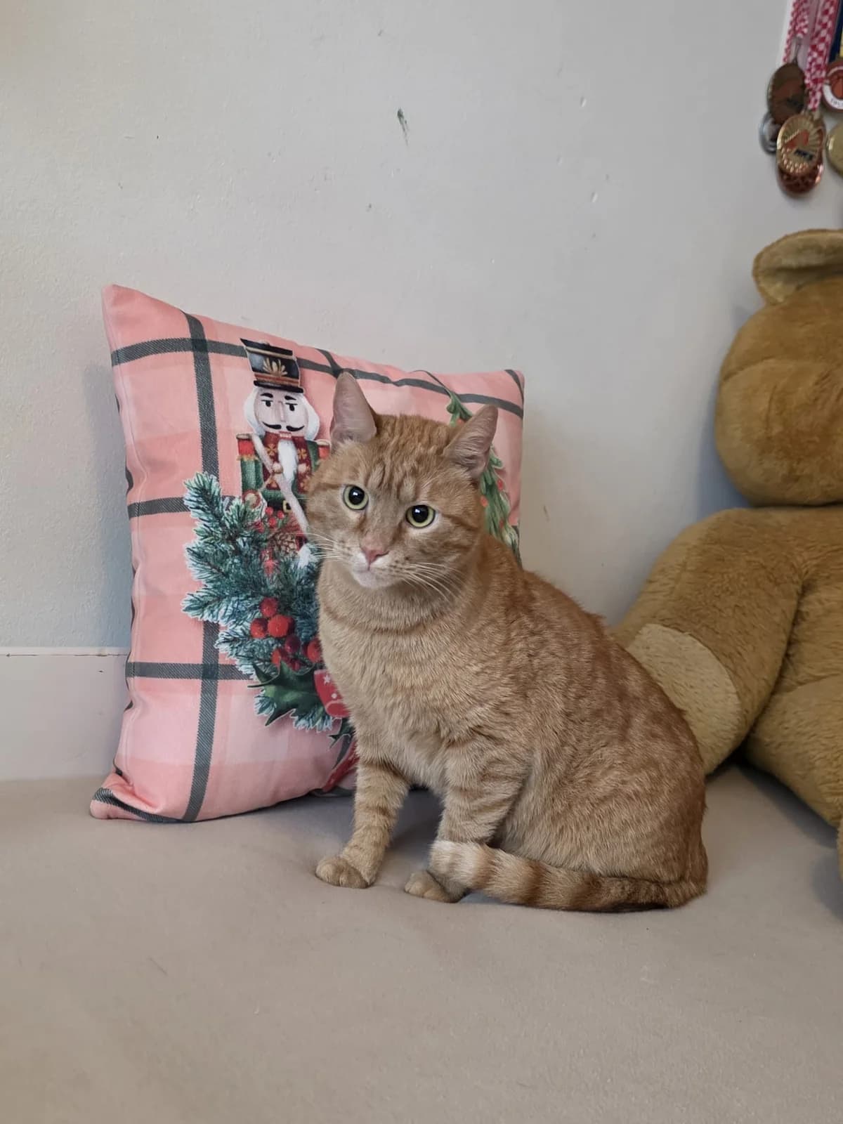 Minister, male young Mixed Breed for adoption at Nordic Strays e.V.