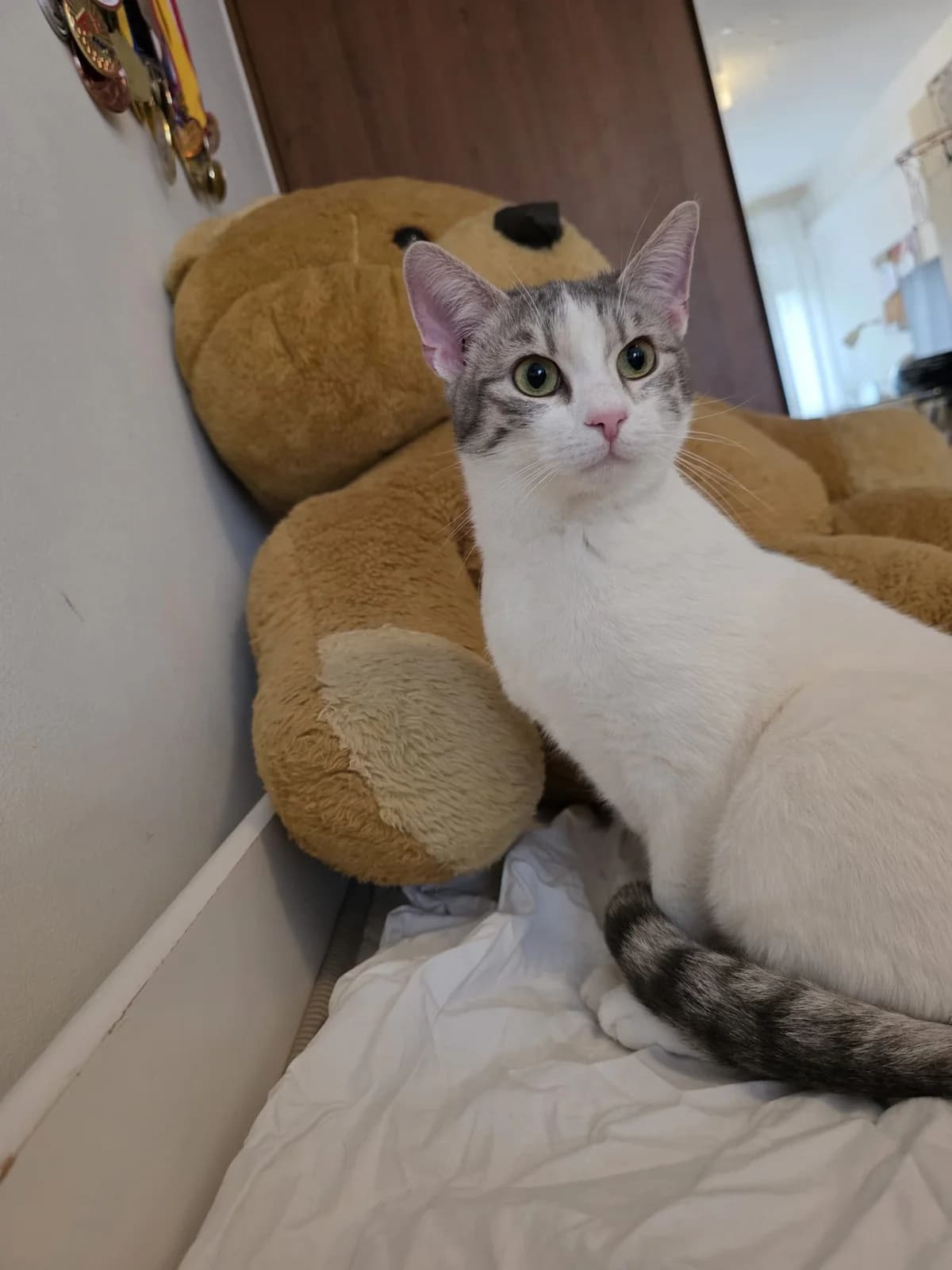 Tuna, male young Mixed Breed for adoption at Nordic Strays e.V.