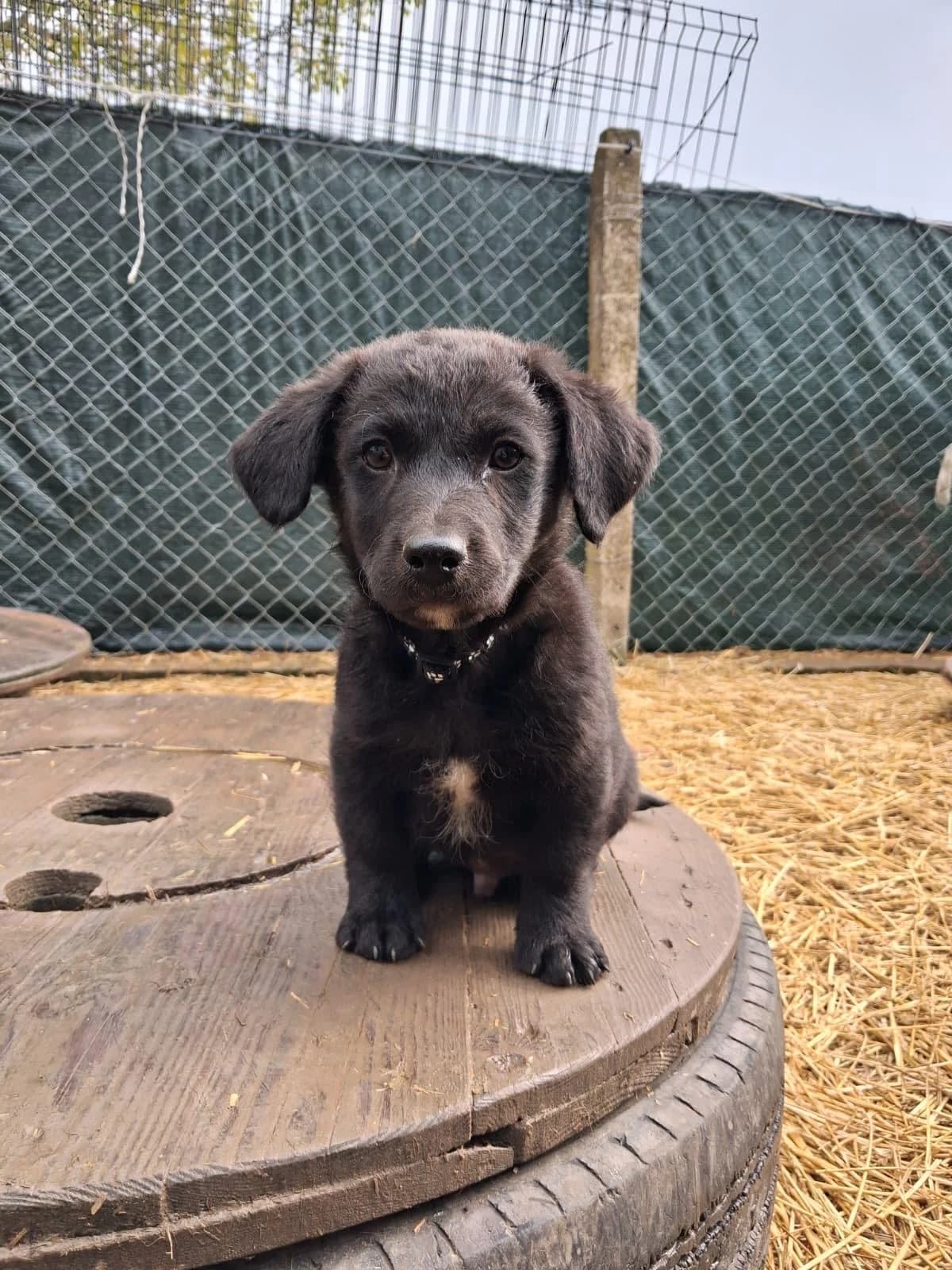 Linus, male Mixed Breed for adoption at Nordic Strays e.V.