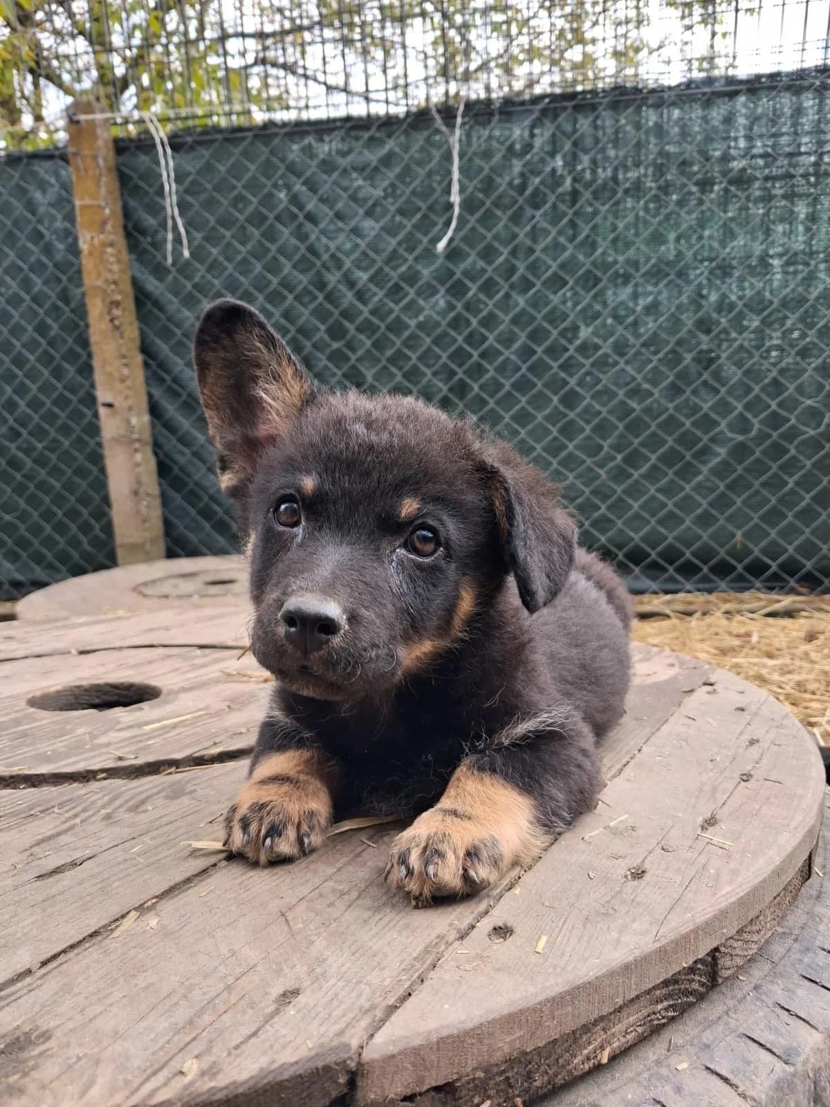 Jim (reserviert), male puppy Mixed Breed for adoption at Nordic Strays e.V.