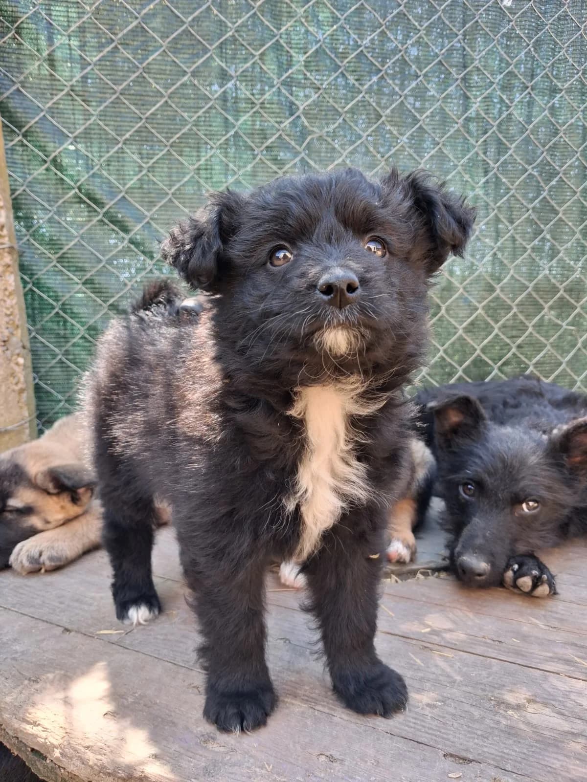 Kai, male Mixed Breed for adoption at Nordic Strays e.V.
