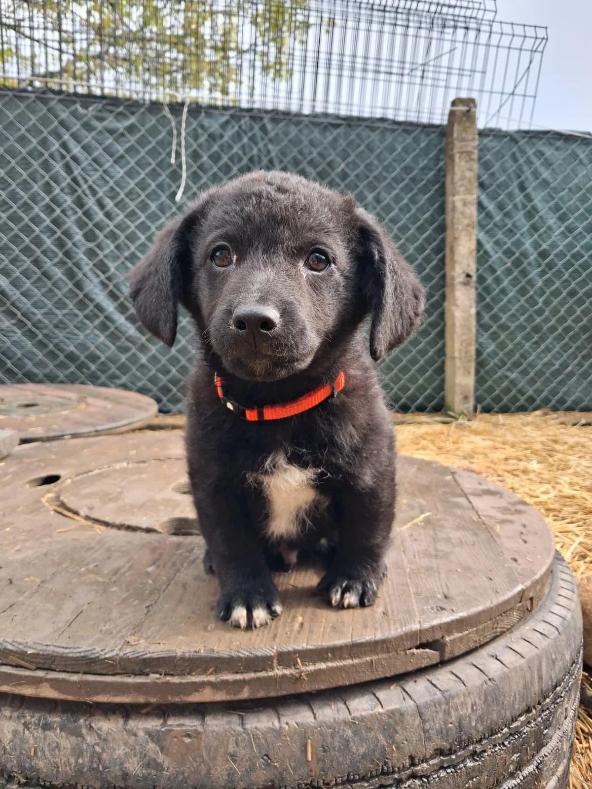 Knopf, male puppy Mixed Breed for adoption at Nordic Strays e.V.