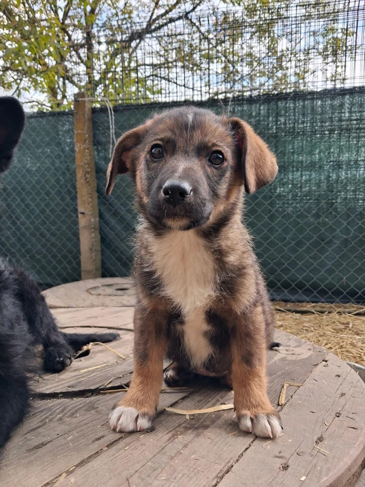 Lana, female puppy Mixed Breed for adoption at Nordic Strays e.V.