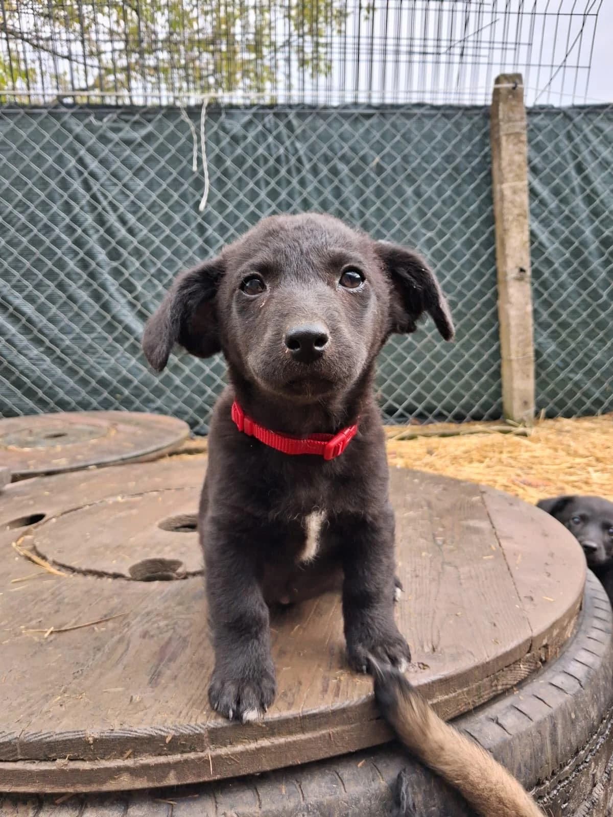 Dobby, female puppy Mixed Breed for adoption at Nordic Strays e.V.