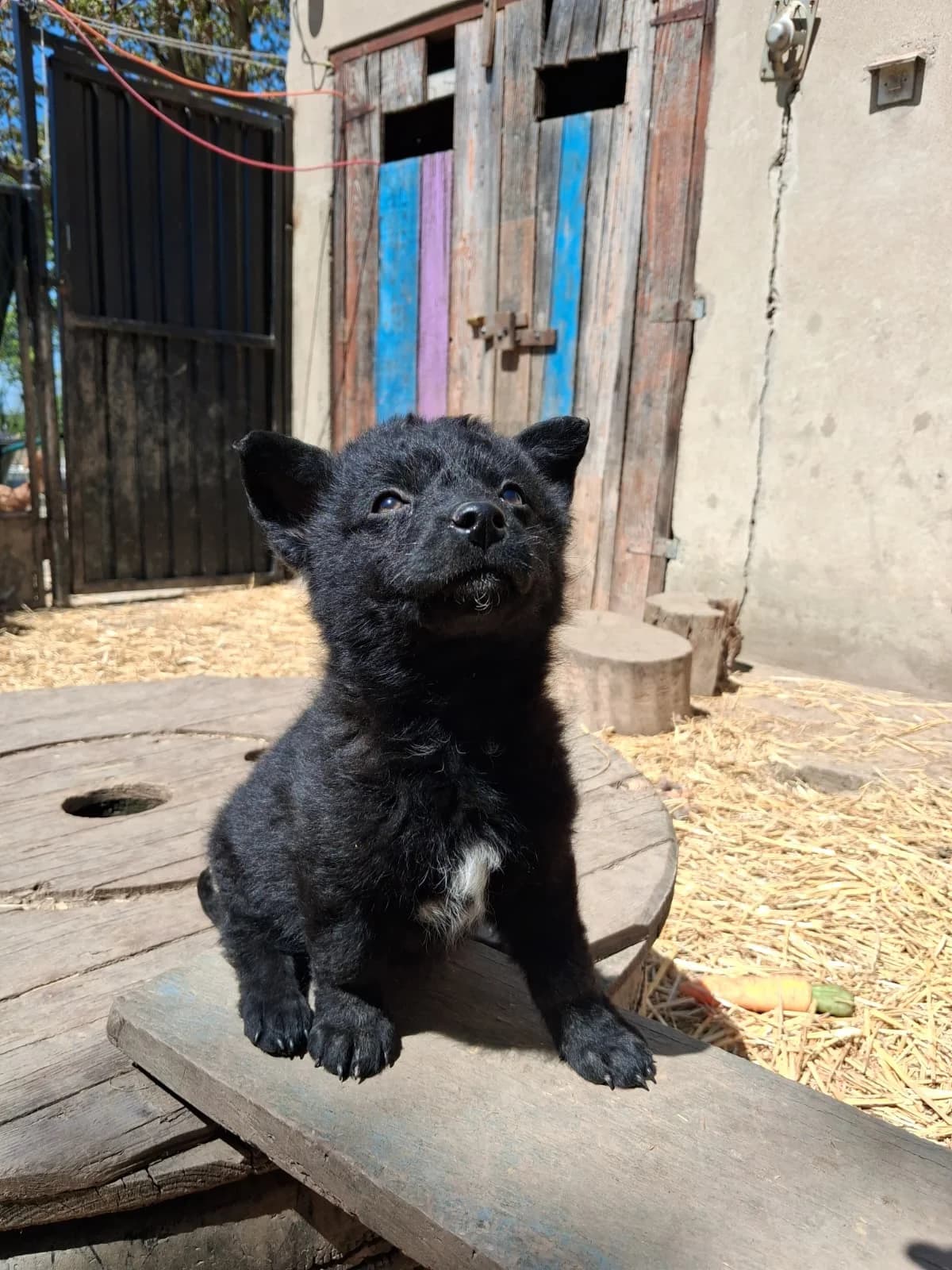 Millie, female Mixed Breed for adoption at Nordic Strays e.V.