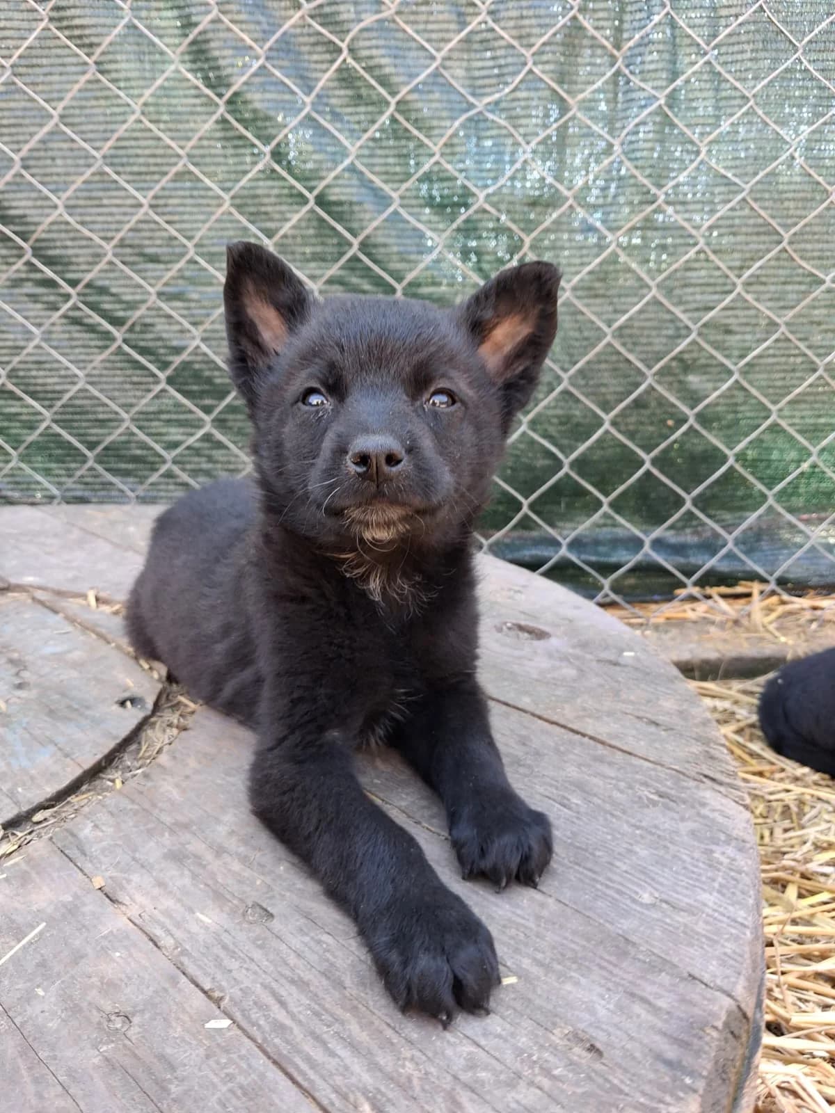Wayne, male puppy Mixed Breed for adoption at Nordic Strays e.V.