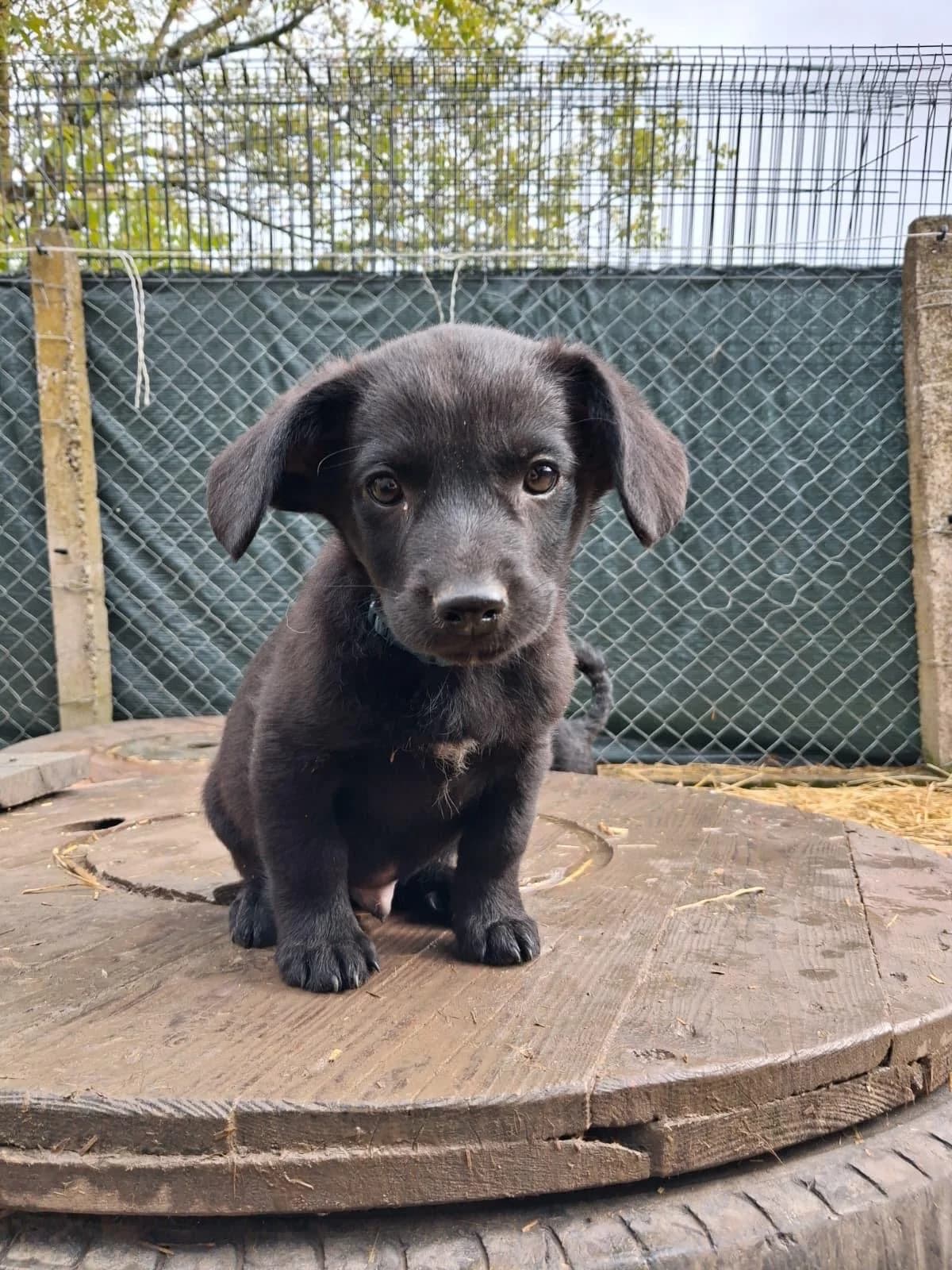 Twix (reserviert), male puppy Mixed Breed for adoption at Nordic Strays e.V.