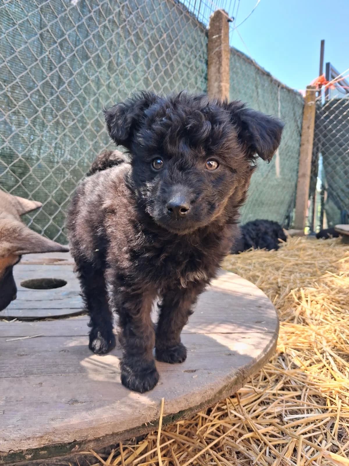 Timmy, male Mixed Breed for adoption at Nordic Strays e.V.