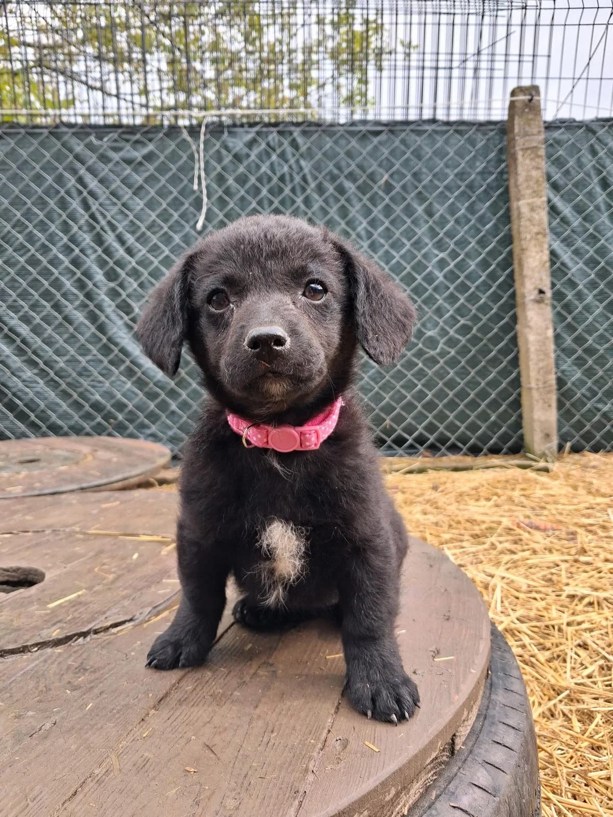 Suki, female puppy Mixed Breed for adoption at Nordic Strays e.V.