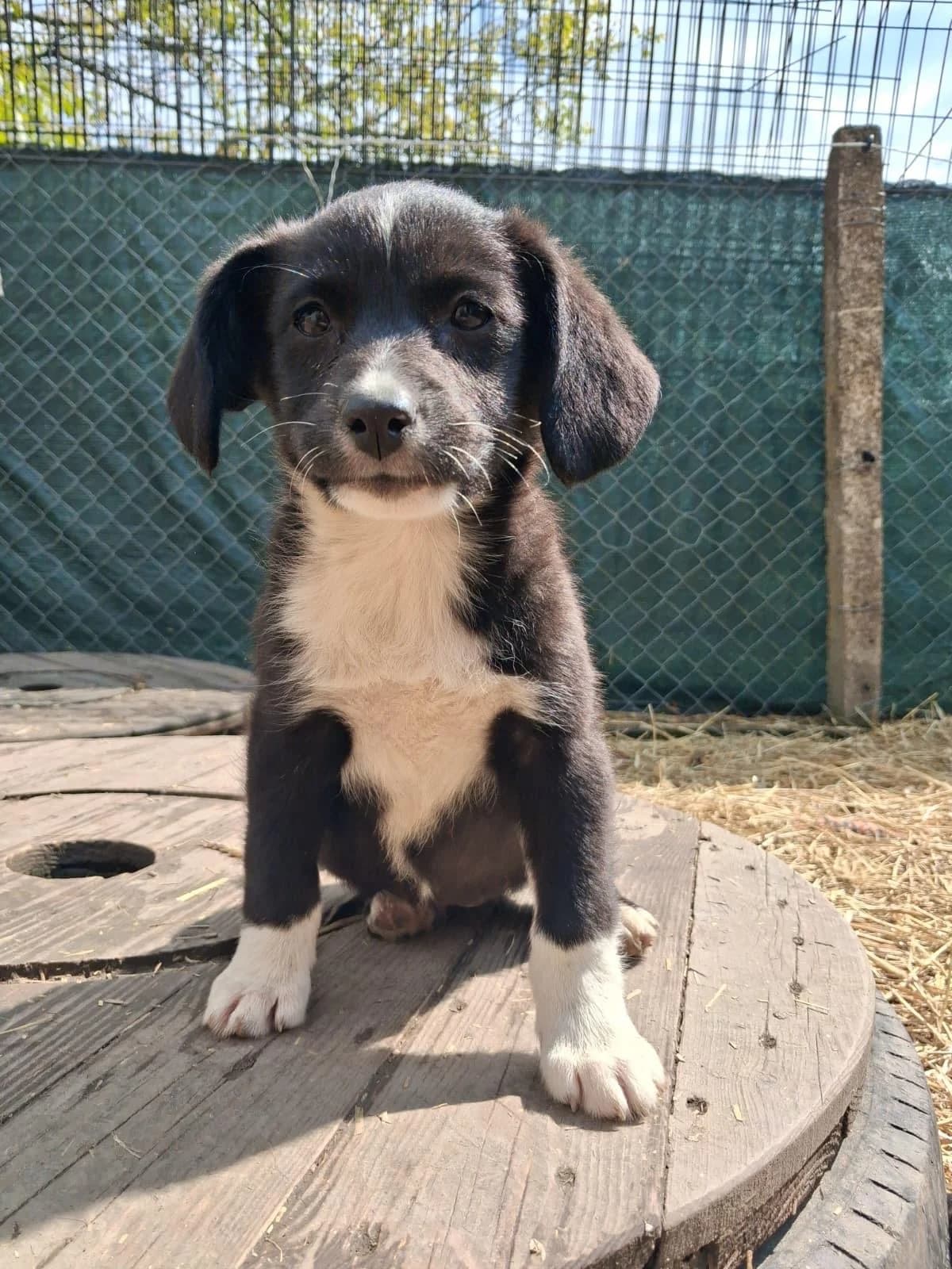 Koda (reserviert), female puppy Mixed Breed for adoption at Nordic Strays e.V.