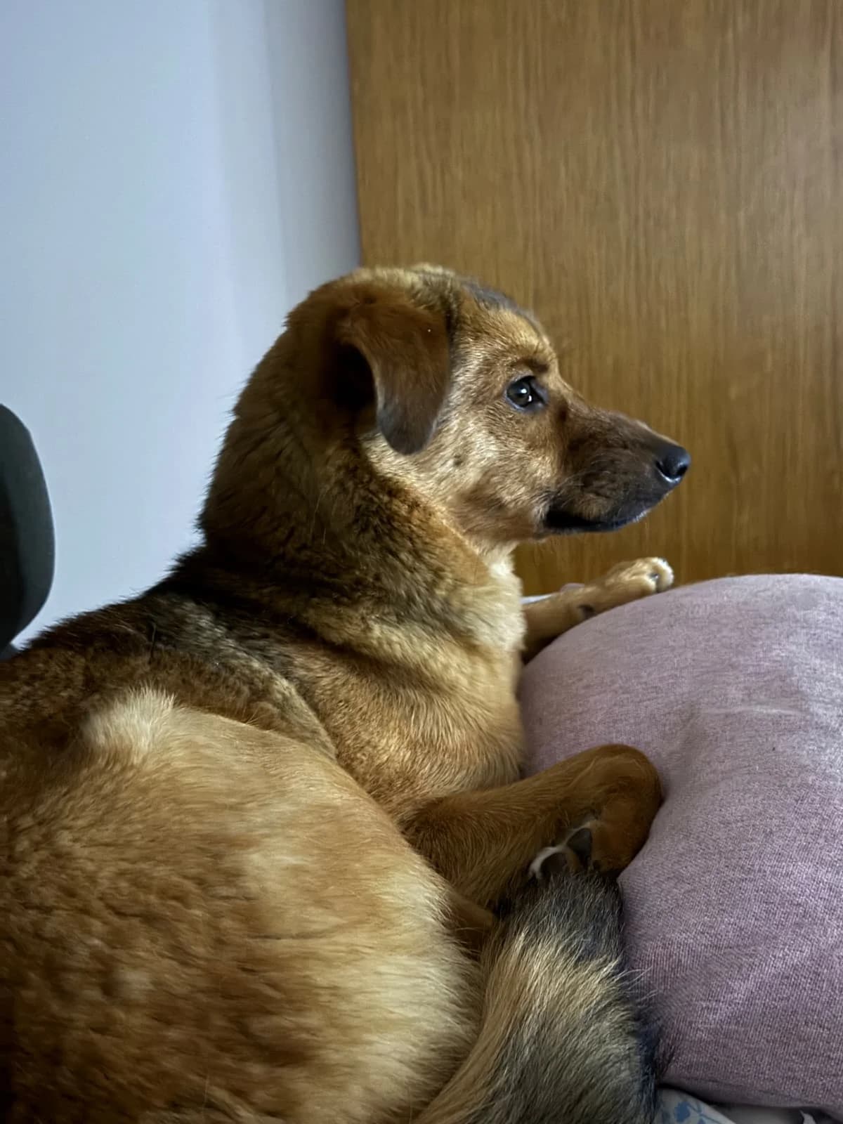 Mila, female Mixed Breed for adoption at Nordic Strays e.V.