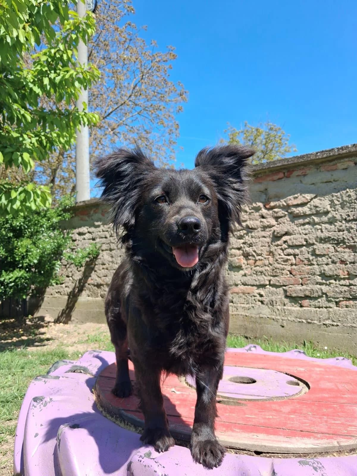 Bozika, female young Mixed Breed for adoption at Nordic Strays e.V.