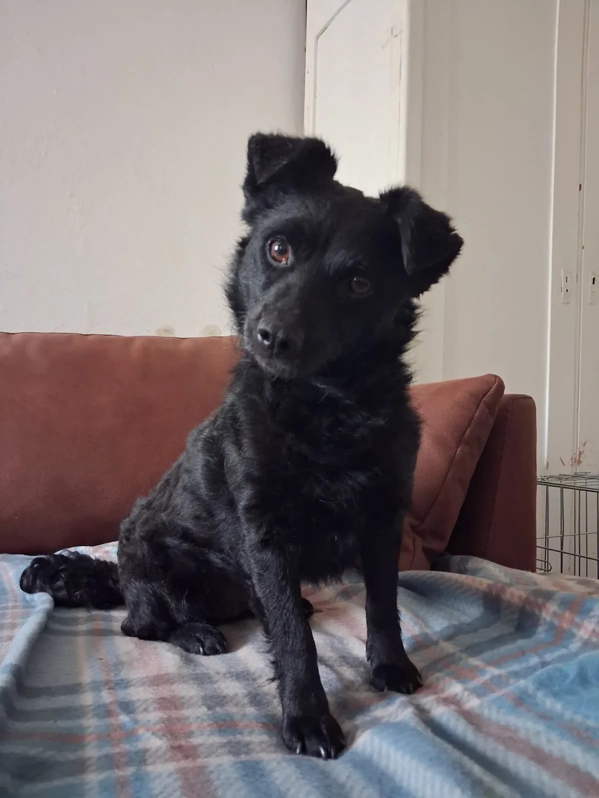 Visnja, female 6yo Mixed Breed for adoption at Nordic Strays e.V.