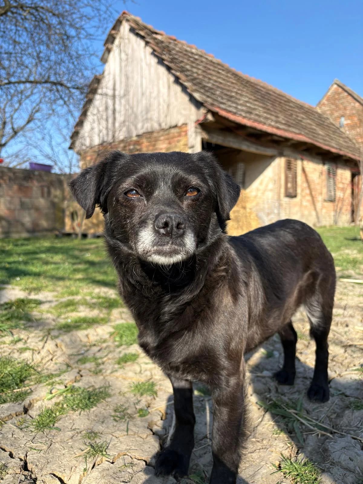 Mara, schwarz female 7yo Mixed Breed for adoption at Nordic Strays e.V.