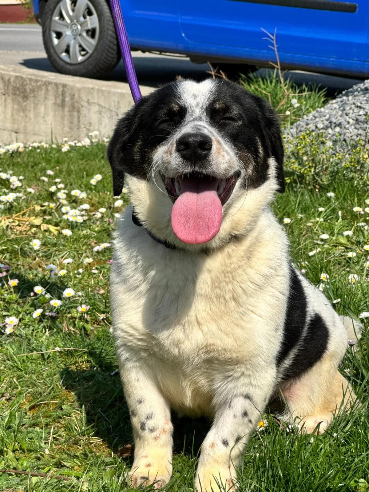 Dottie, female young Mixed Breed for adoption at Nordic Strays e.V.
