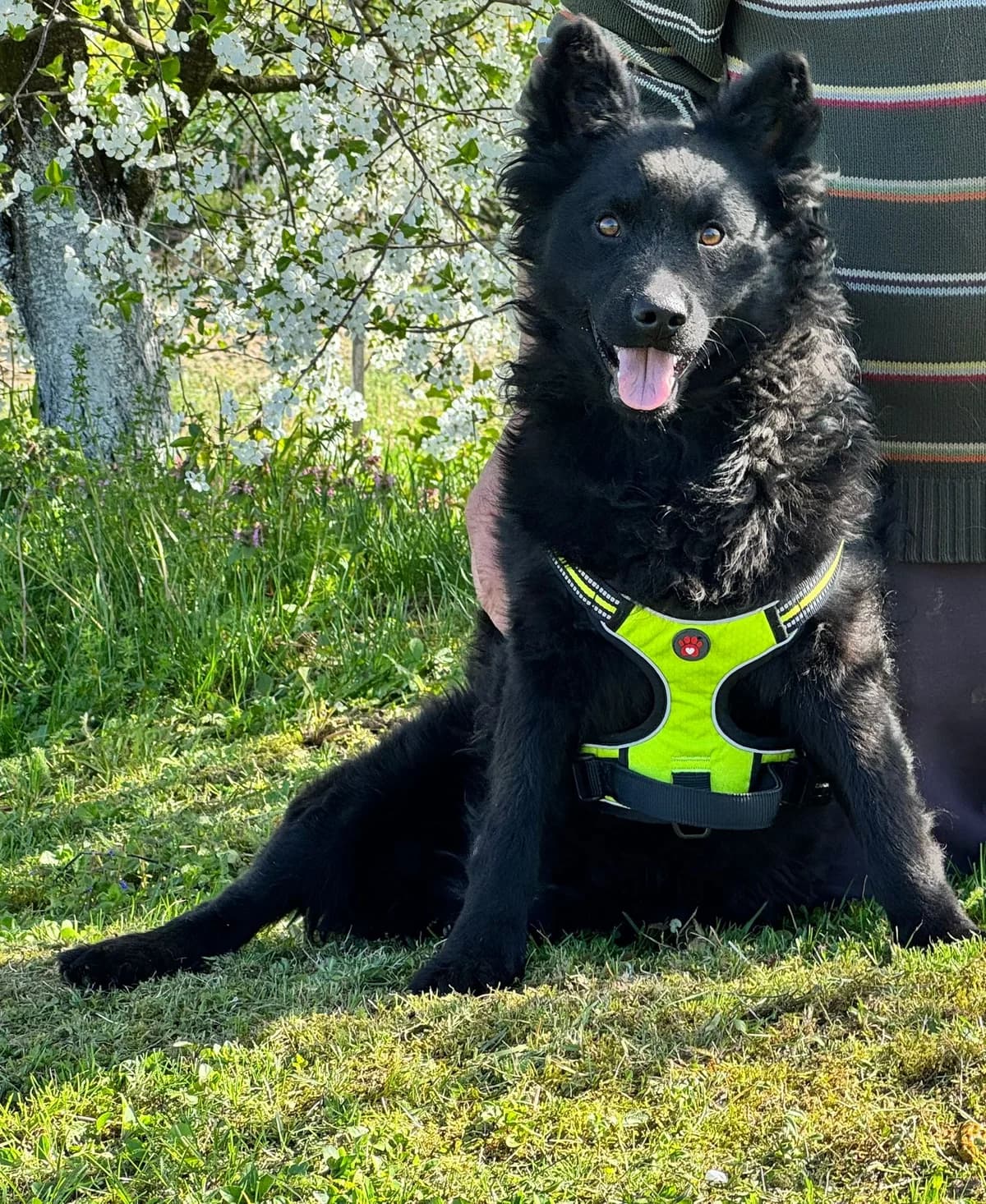 Lucian, male young Mixed Breed for adoption at Nordic Strays e.V.