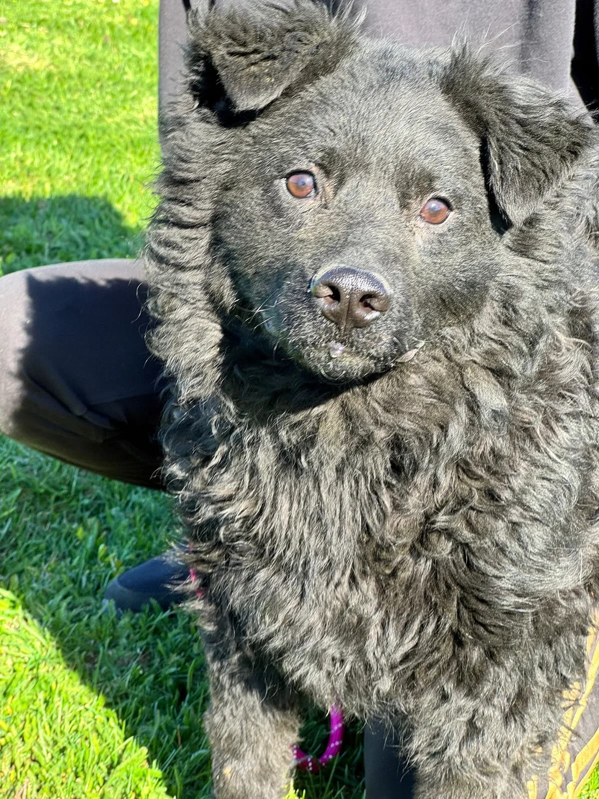 Brik, male young Mixed Breed for adoption at Nordic Strays e.V.