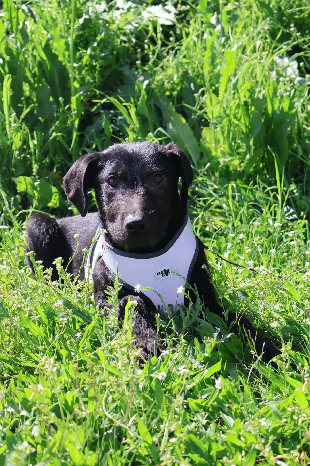 Noa, male young Mixed Breed for adoption at Nordic Strays e.V.