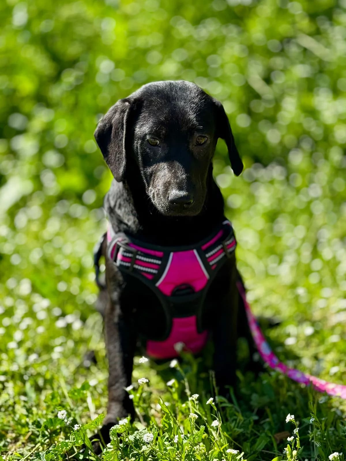 Vanna, female young Mixed Breed for adoption at Nordic Strays e.V.