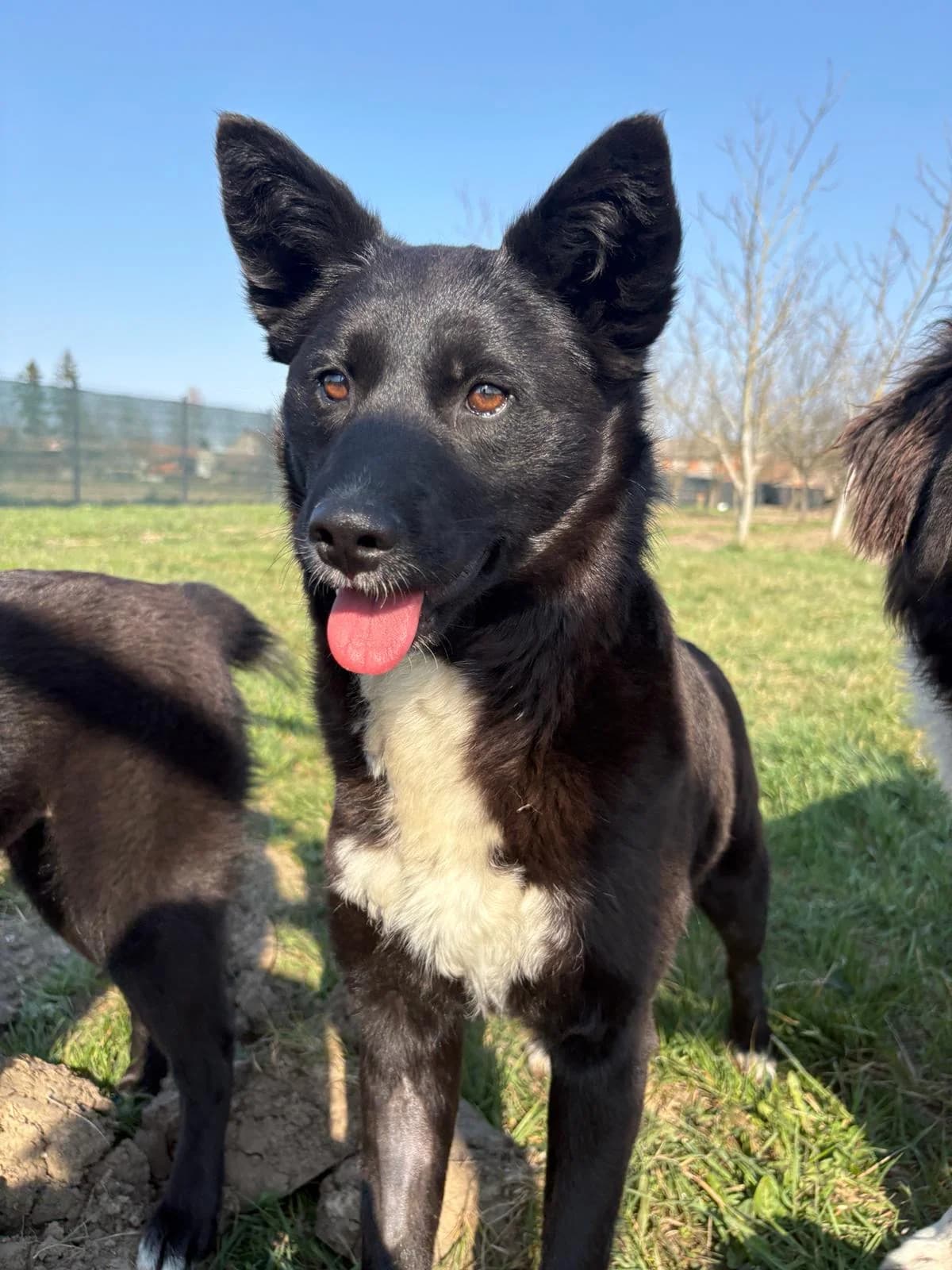 Ibiza, weiß female young Mixed Breed for adoption at Nordic Strays e.V.