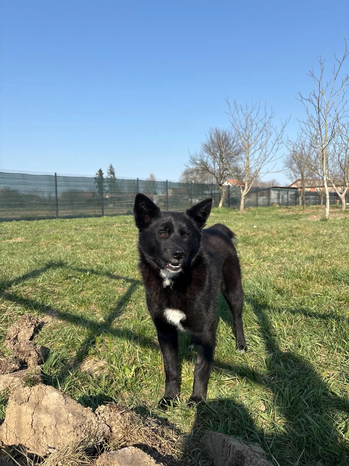 Bali, weiß female young Mixed Breed for adoption at Nordic Strays e.V.