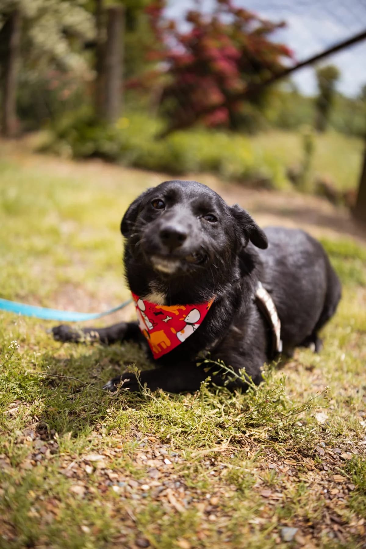 Lucy, weiß female young Mixed Breed for adoption at Nordic Strays e.V.
