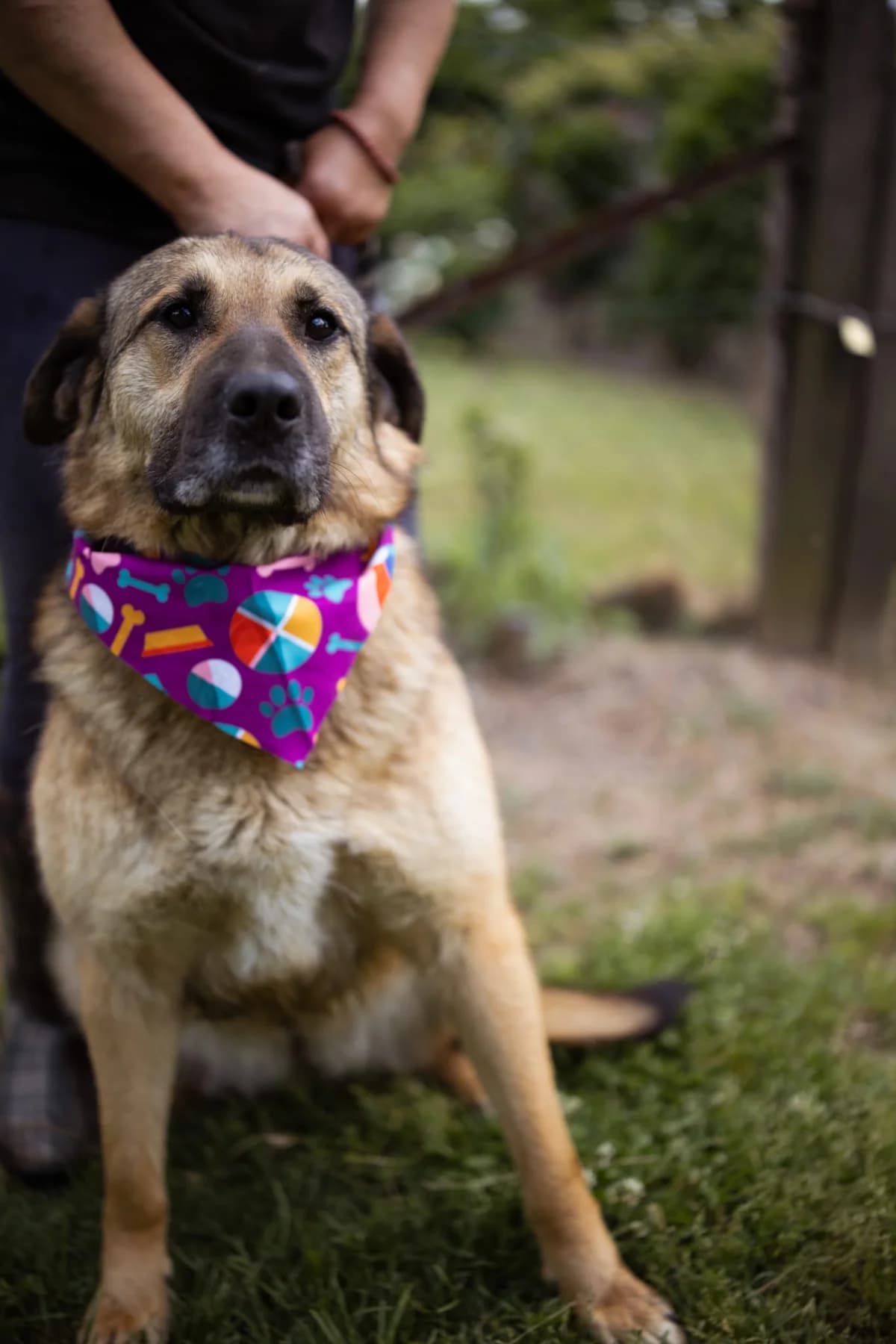 Jenni, female 4yo Mixed Breed for adoption at Nordic Strays e.V.
