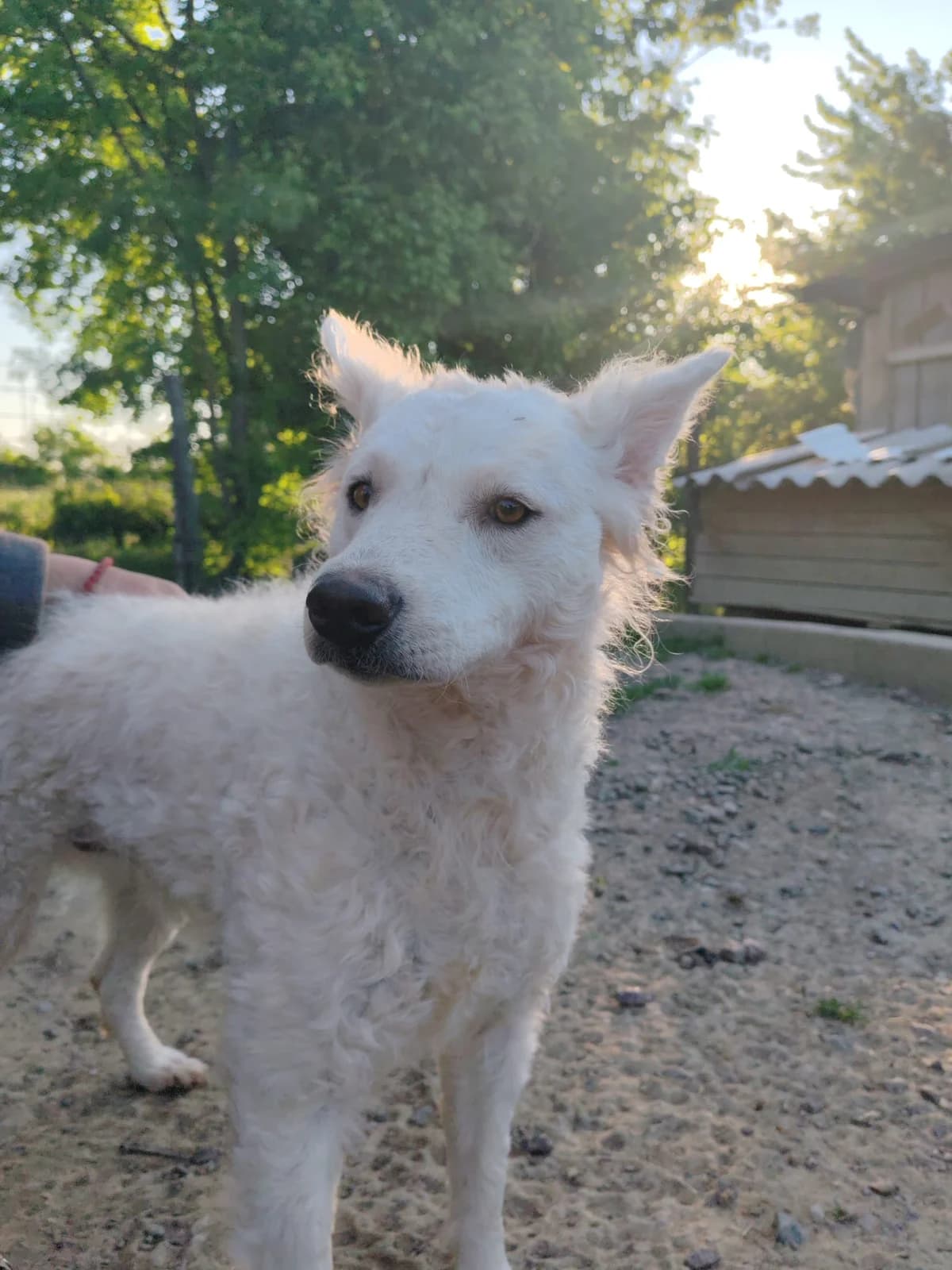 Jody, female young Mixed Breed for adoption at Nordic Strays e.V.