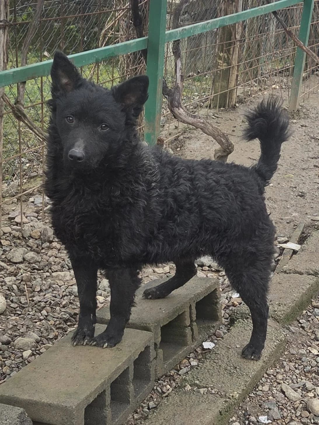 Maxima, male young German Shepherd for adoption at Nordic Strays e.V.