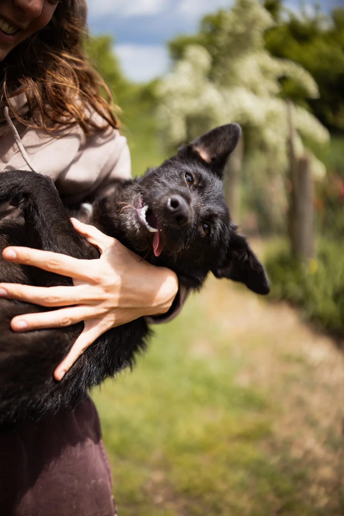 Molli, female puppy Mixed Breed for adoption at Nordic Strays e.V.