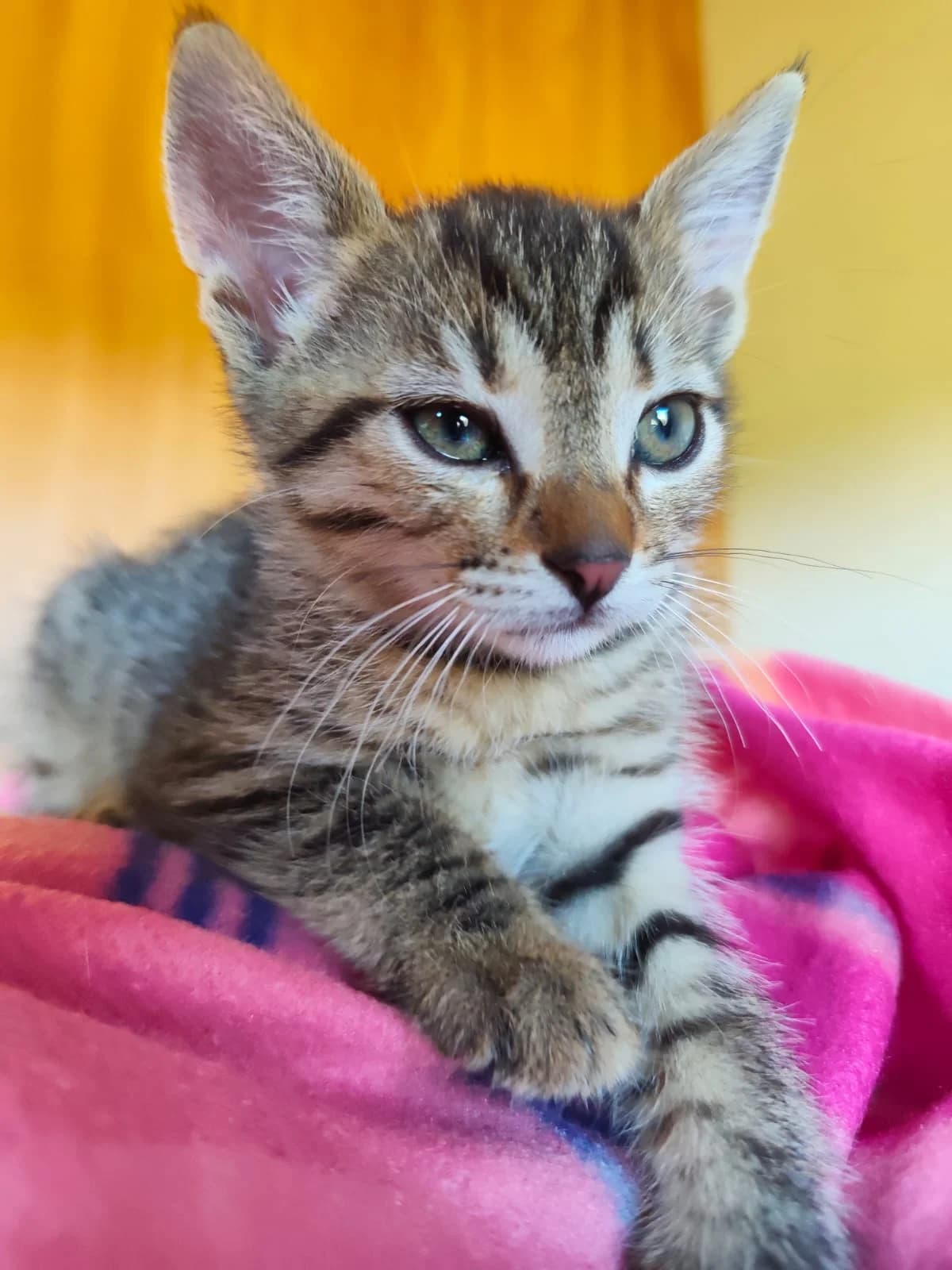Franzi, female puppy Mixed Breed for adoption at Nordic Strays e.V.
