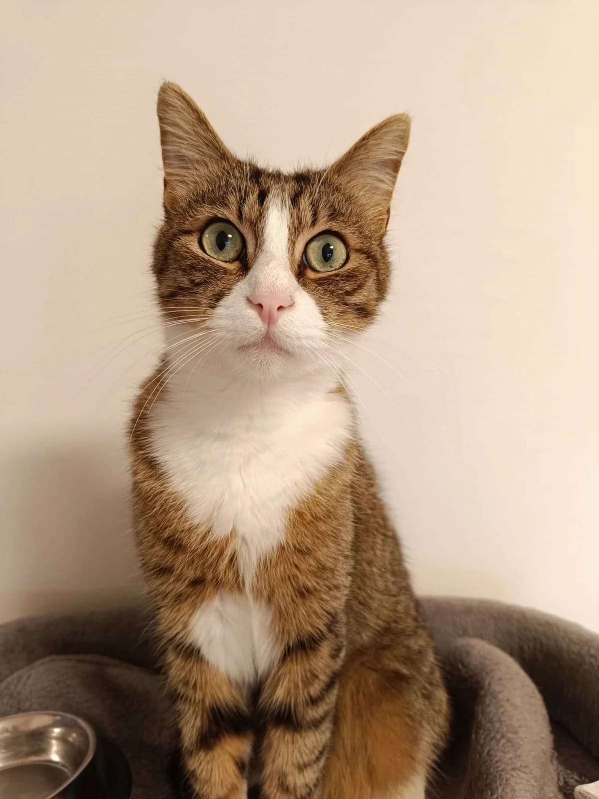 Timmy, male 5yo Mixed Breed for adoption at Nordic Strays e.V.