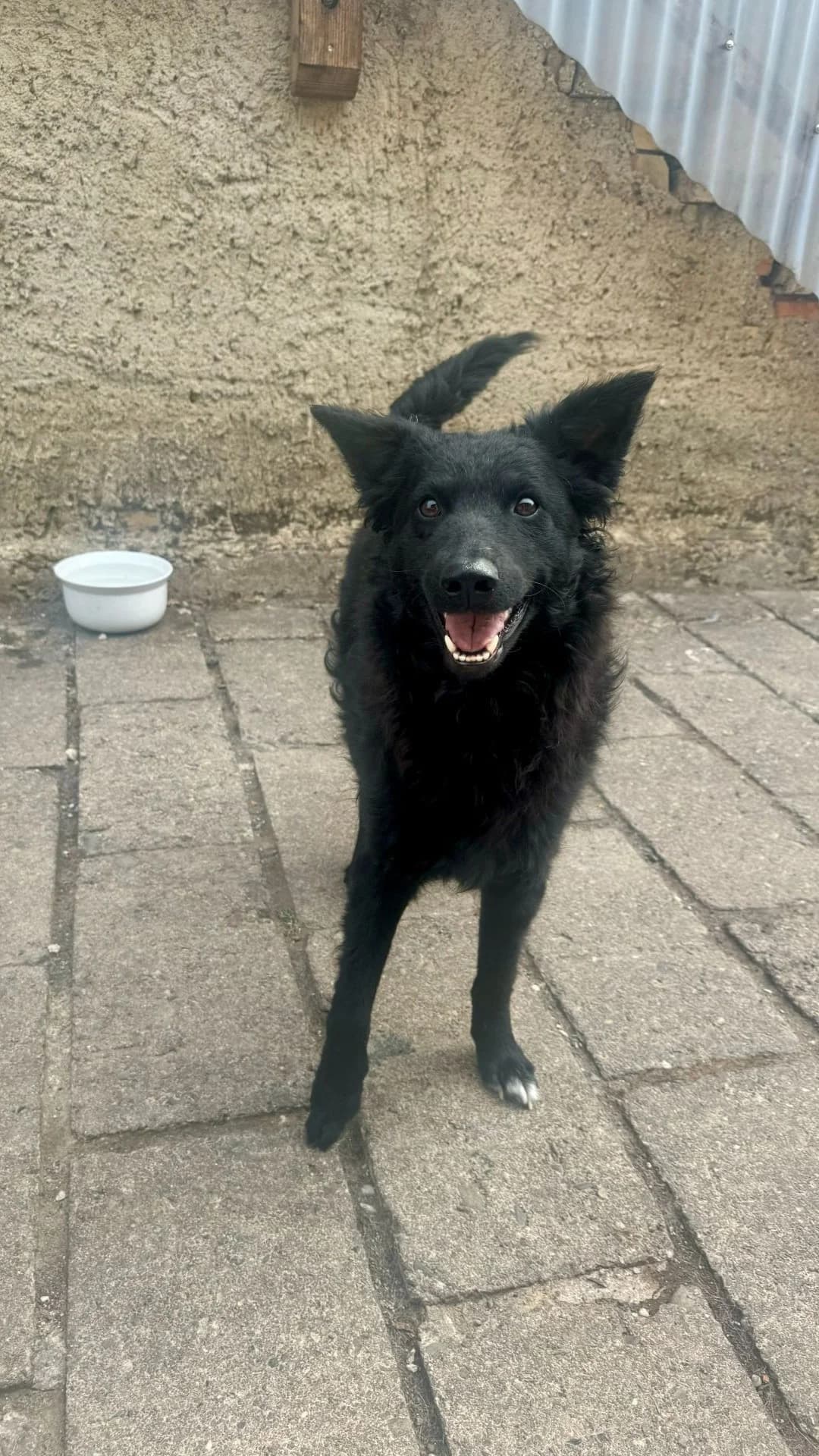 Mary (99718 Greußen), female young German Shepherd for adoption at Nordic Strays e.V.